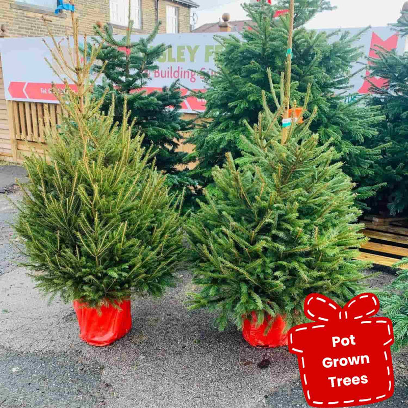 Load image into Gallery viewer, Pot Grown Christmas Trees