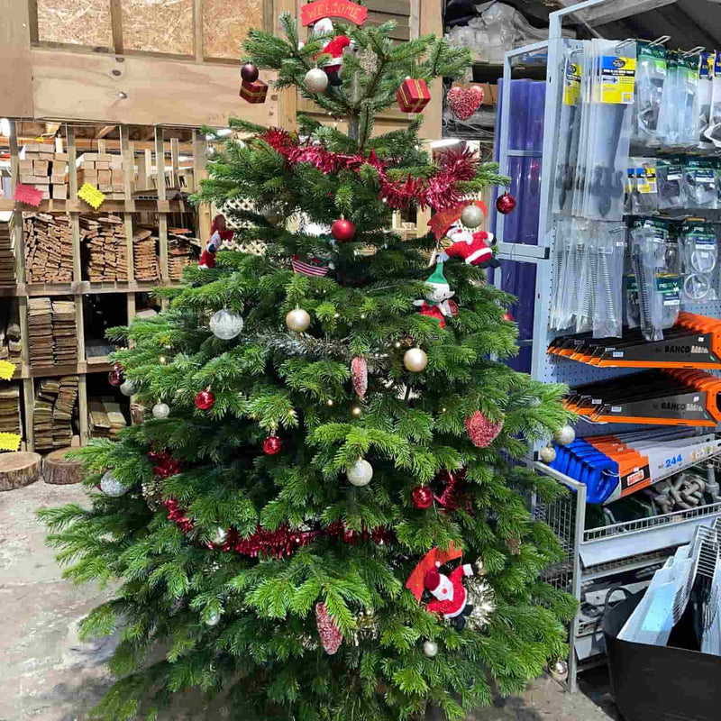 Load image into Gallery viewer, Pot Grown Christmas Trees