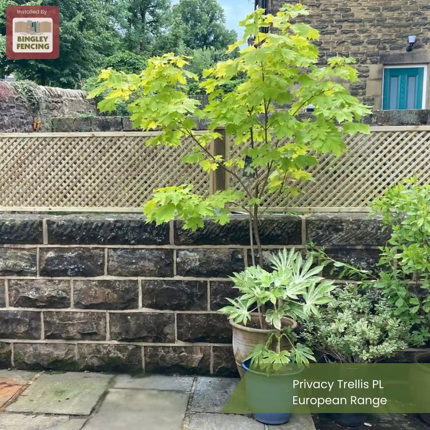 A potted maple tree and leafy plants sit on a stone patio in front of a stone wall with a wooden privacy trellis. Green trees and a building with blue-trimmed windows are visible in the background. Text reads: Privacy Trellis PL European Range.