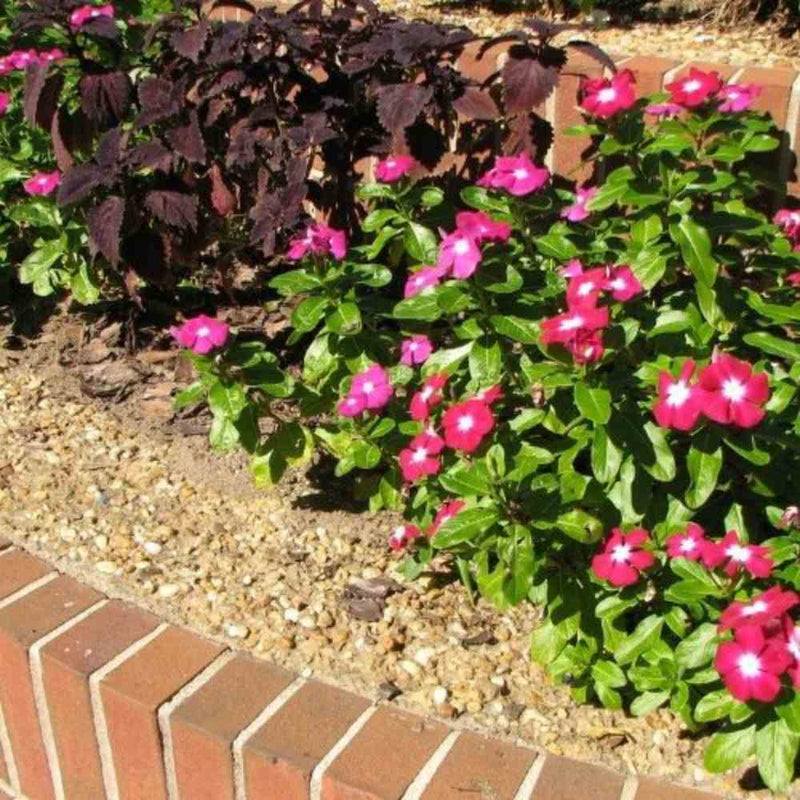 Load image into Gallery viewer, The decorative garden boasts a vivid bed of bright pink periwinkle flowers in full bloom, enhanced by dark purple foliage. It's bordered by bricks and elegantly covered with 40mm pieces of Blue Slate from The Heritage Stone Company, providing a charming contrast to the colorful display.