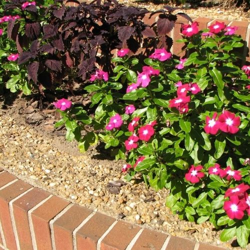 Load image into Gallery viewer, A garden bed featuring vibrant pink flowers and deep purple foliage plants is enclosed by a low brick wall. The ground is adorned with decorative Plum Slate - 40mm Pieces from The Heritage Stone Company, creating a neat and colorful display.