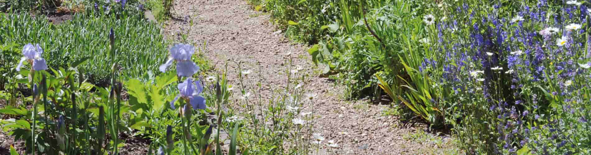 A dirt garden path winds between beds of green plants and blooming wildflowers, including purple irises and blue flowers, under bright sunlight.