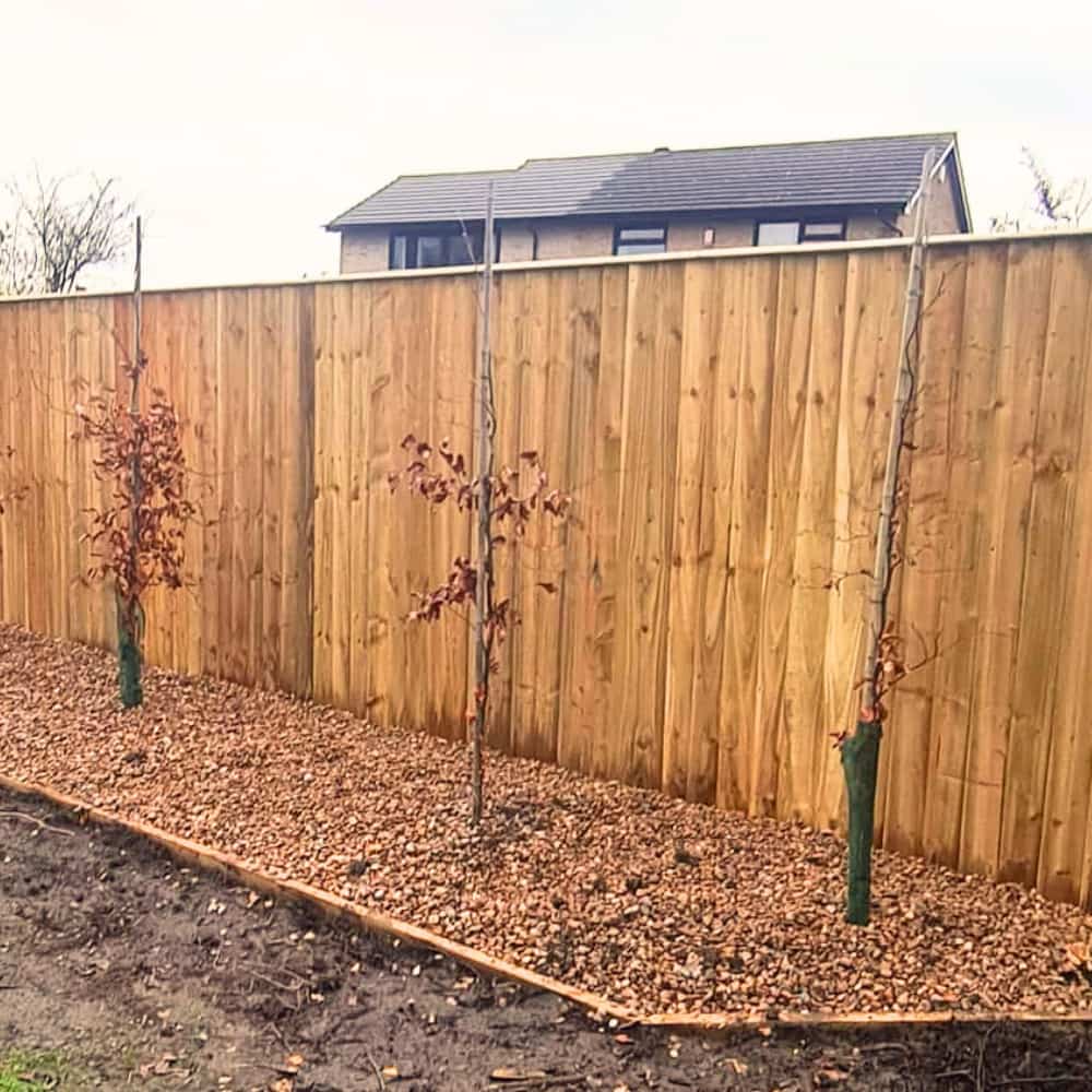 Three young trees with red leaves are planted in a mulched bed along a wooden privacy fence in a suburban backyard, with a house visible in the background.
