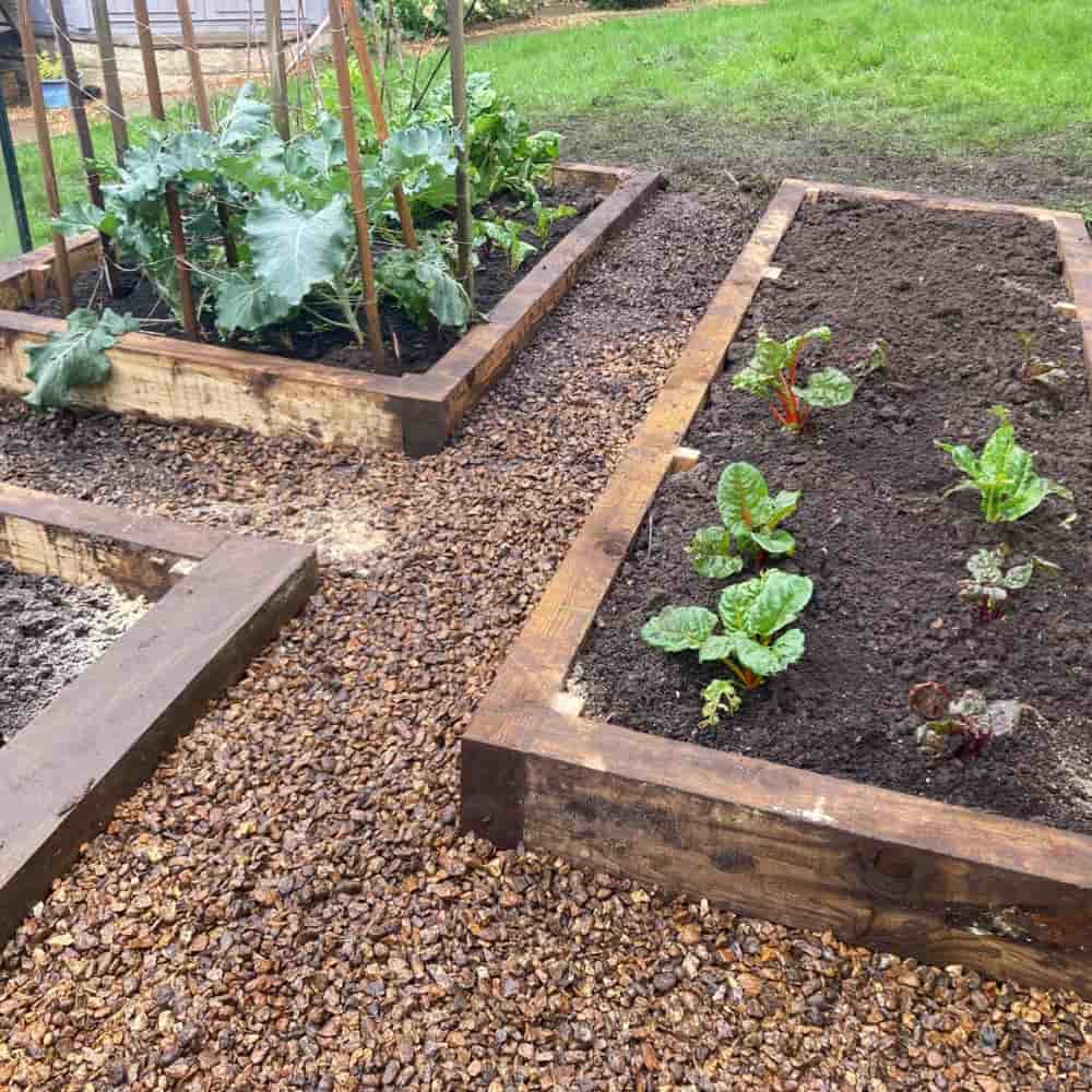 Two raised garden beds with leafy green vegetables growing in soil, surrounded by a path covered with brown gravel. In the background, there’s a grassy area.