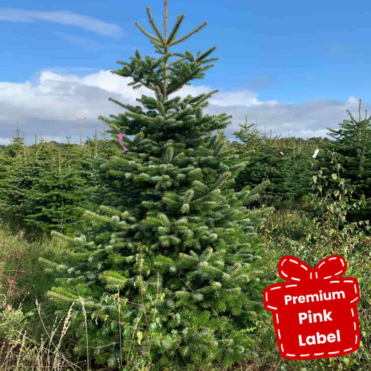 Nordman Christmas Trees - Premium Range