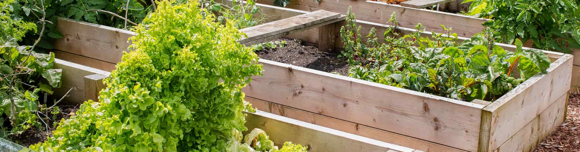 Several raised wooden garden beds filled with green leafy vegetables and plants, with soil visible in some sections. The beds are arranged in rows outdoors.
