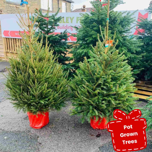 Pot Grown Christmas Trees