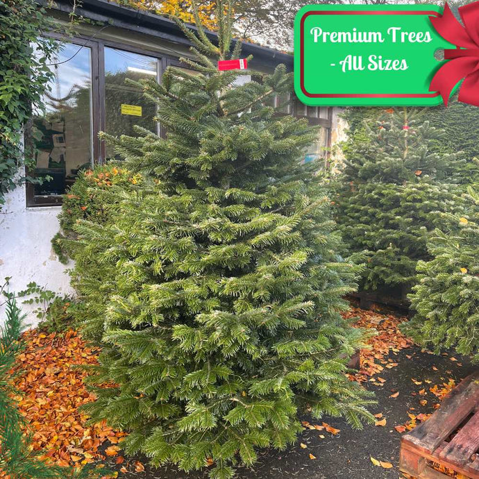 A lush green Nordman Christmas tree from Bingley Fencing stands outside a building, surrounded by fallen autumn leaves. In the corner, a decorative sign with a red bow reads 