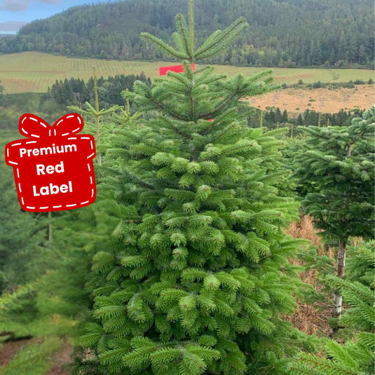 Nordman Christmas Trees - Standard Range