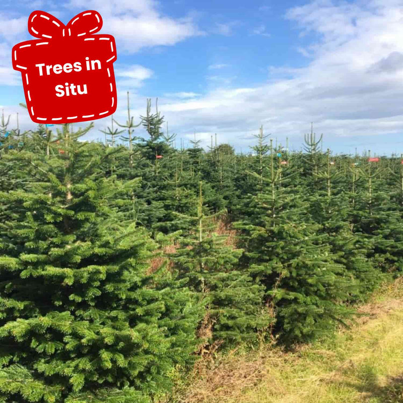 Load image into Gallery viewer, Nordman Christmas Trees - Standard Range
