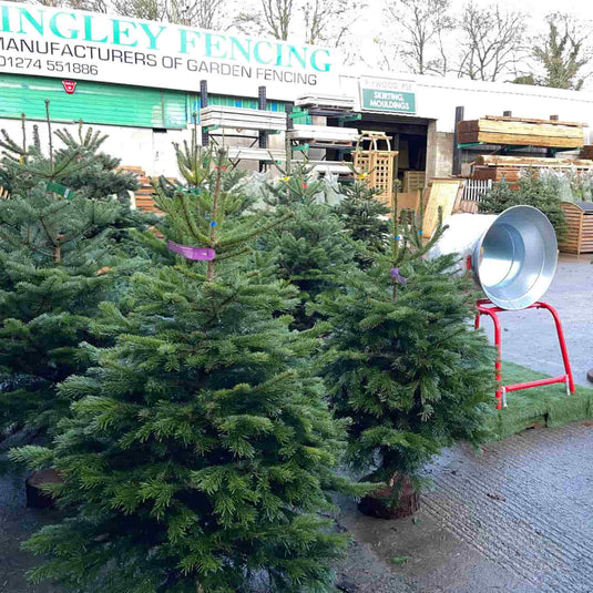 Nordman Christmas Trees - Standard Range